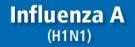 GRIPE A